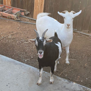 Meet your Posher, Blanca estela